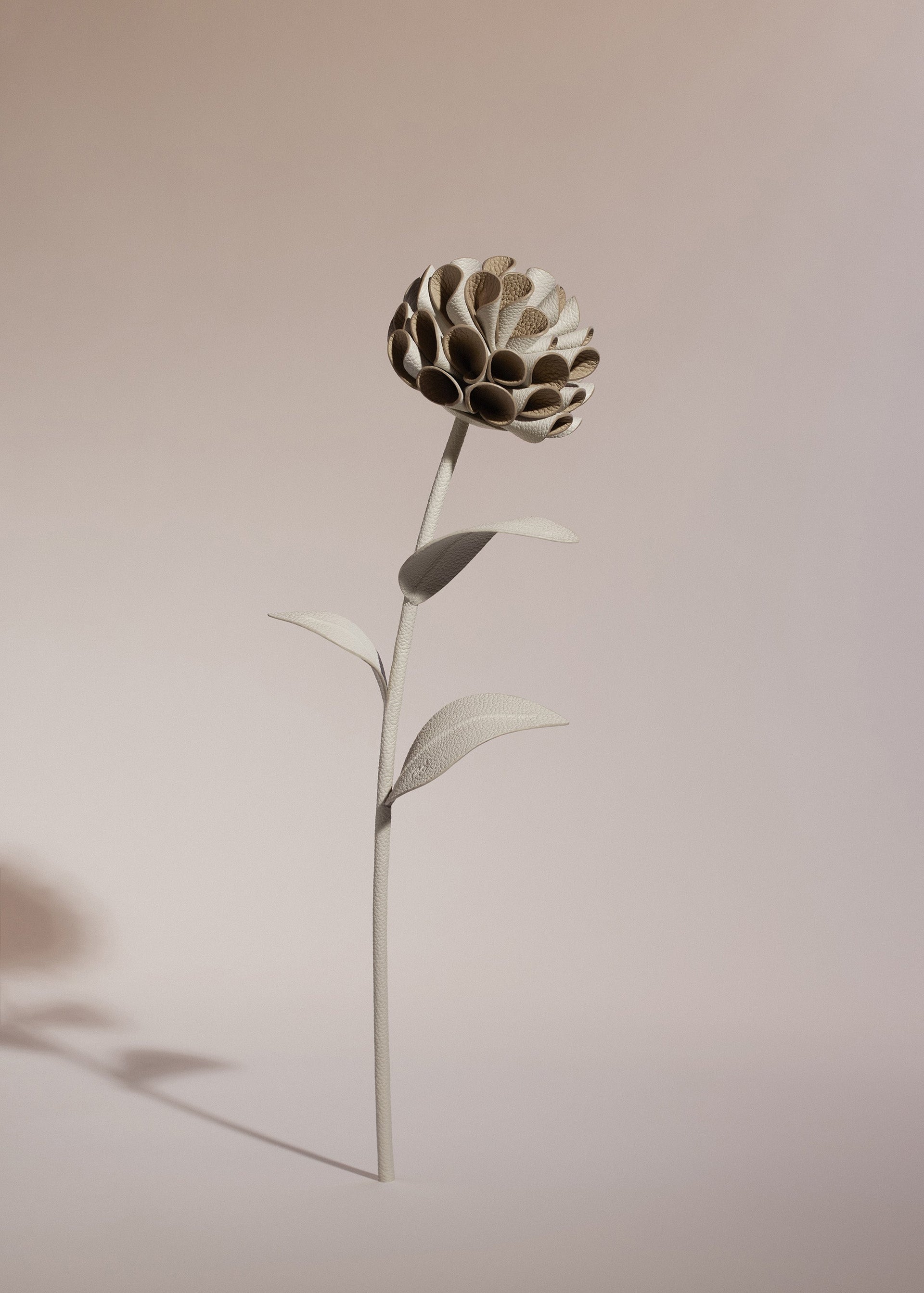 Flor Dalium - Dúo Tiza