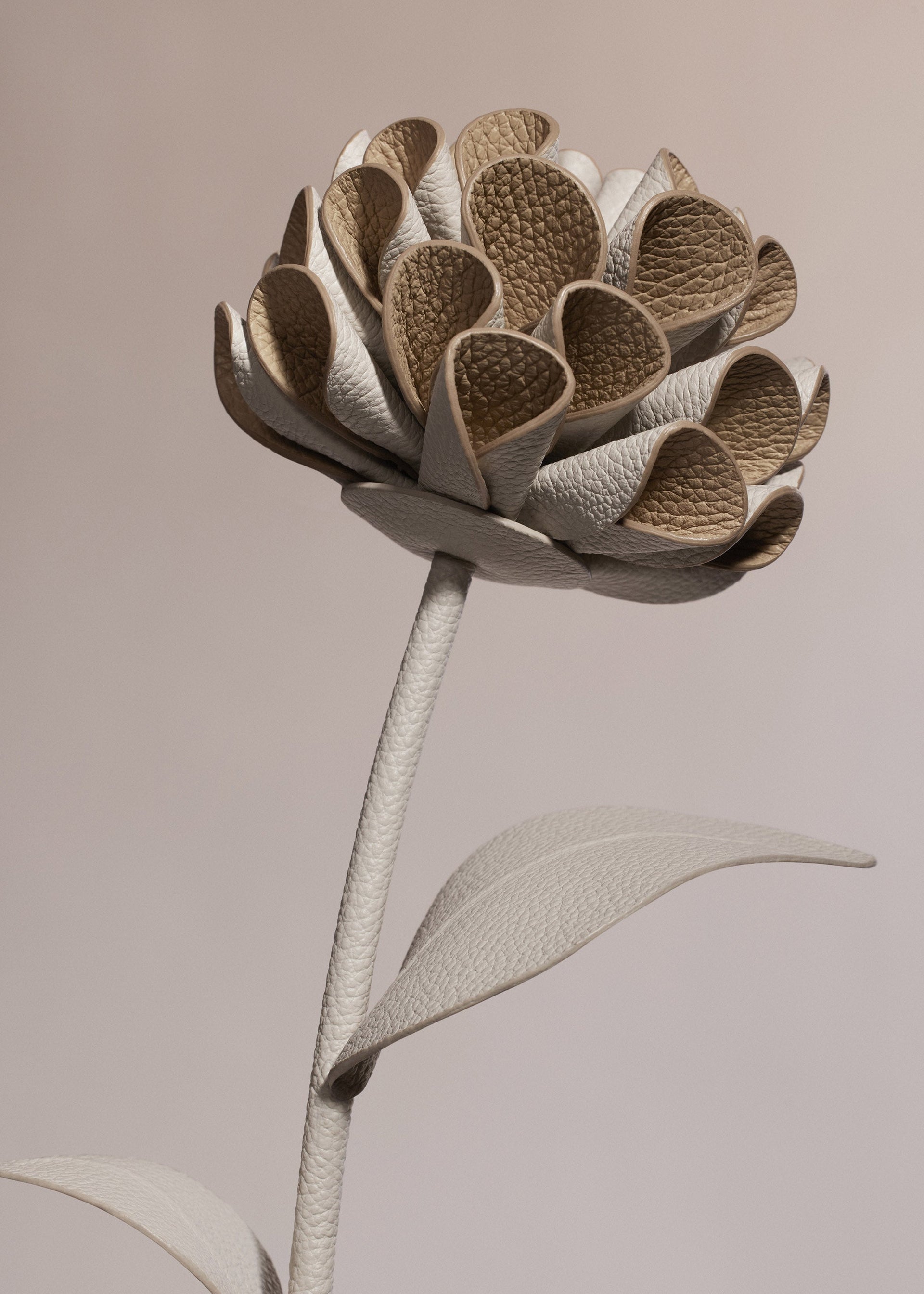 Flor Dalium - Dúo Tiza