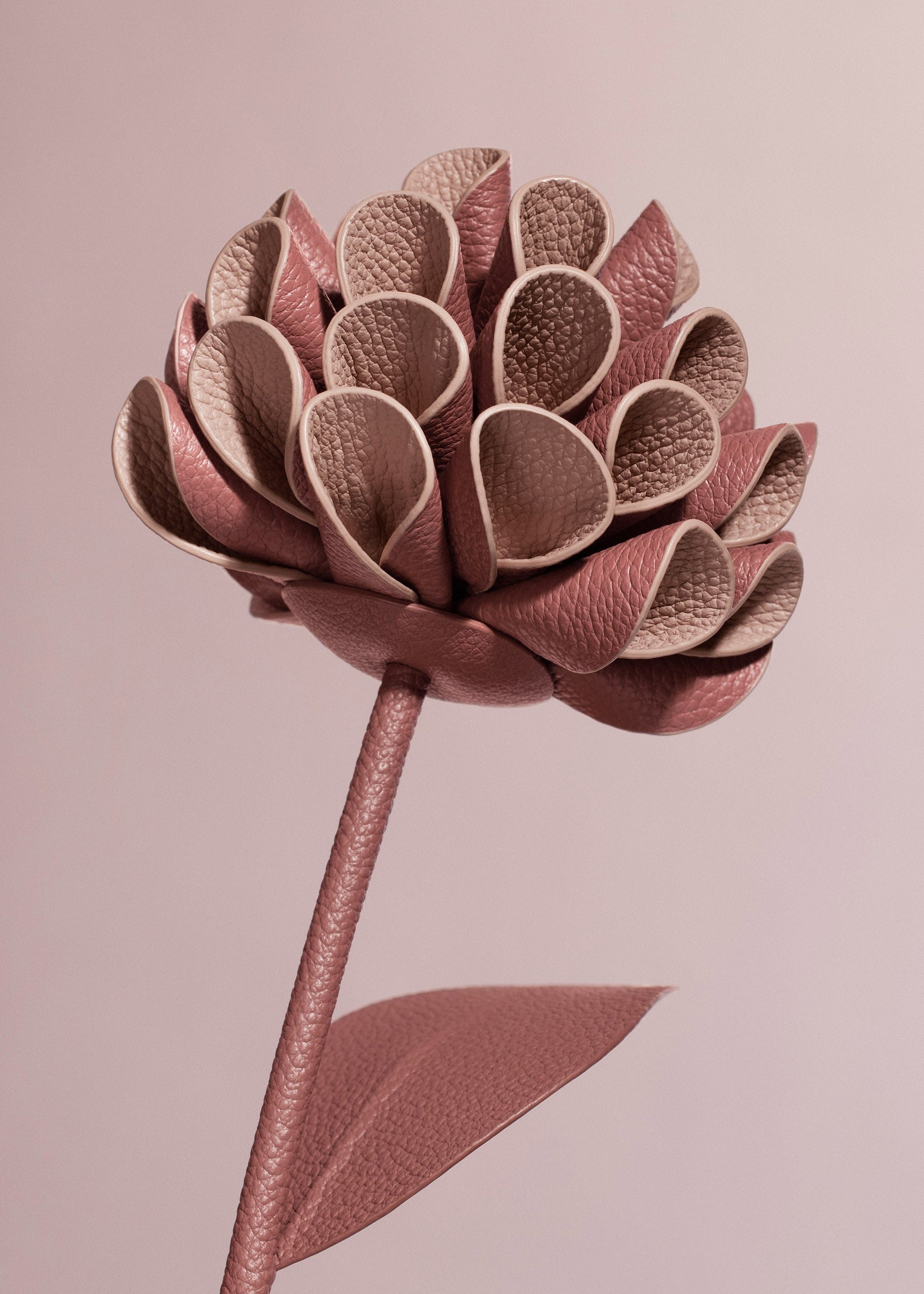 Flor Dalium - Duo Blush Piel Granulada