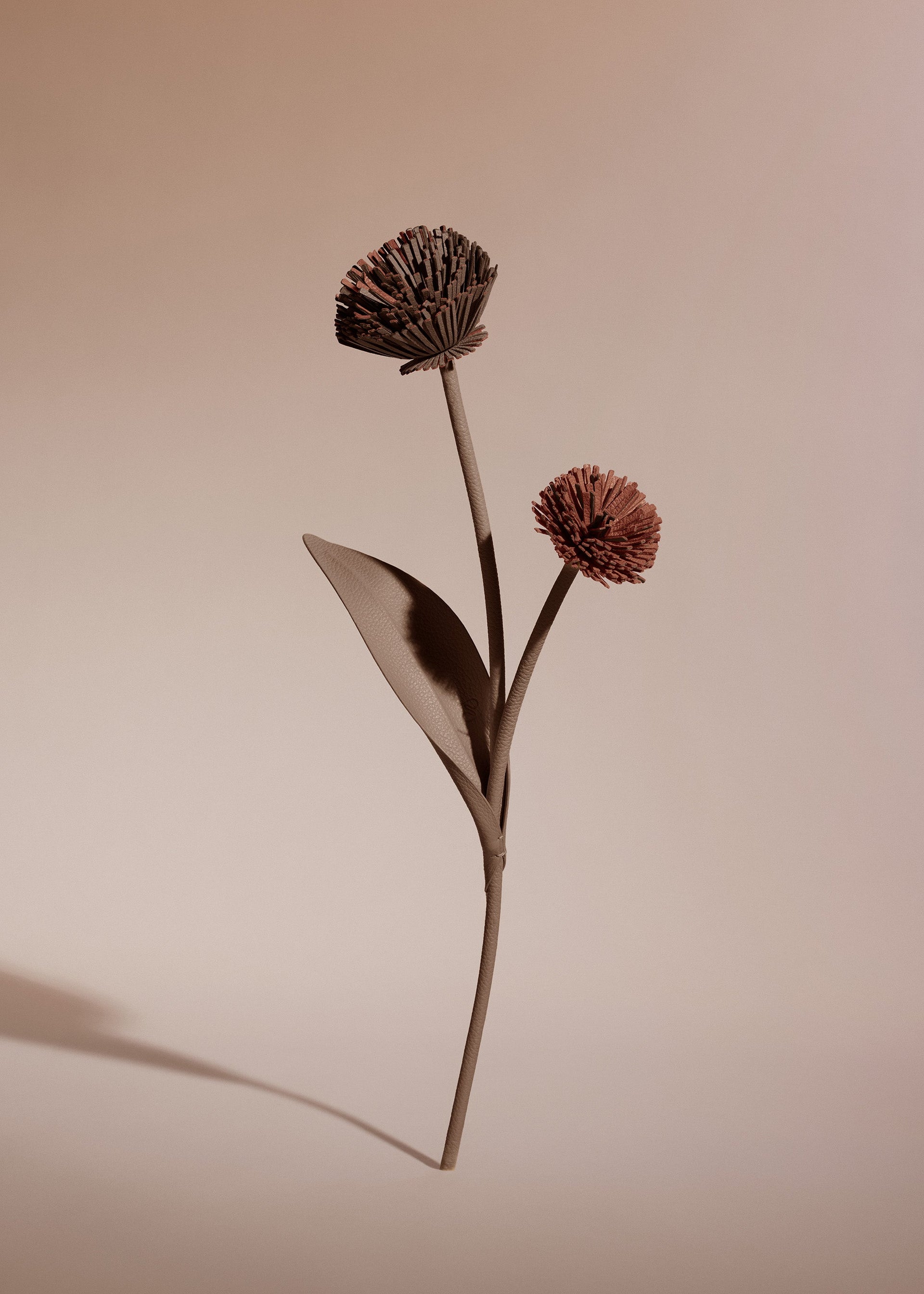 Flor Tul - Raíz