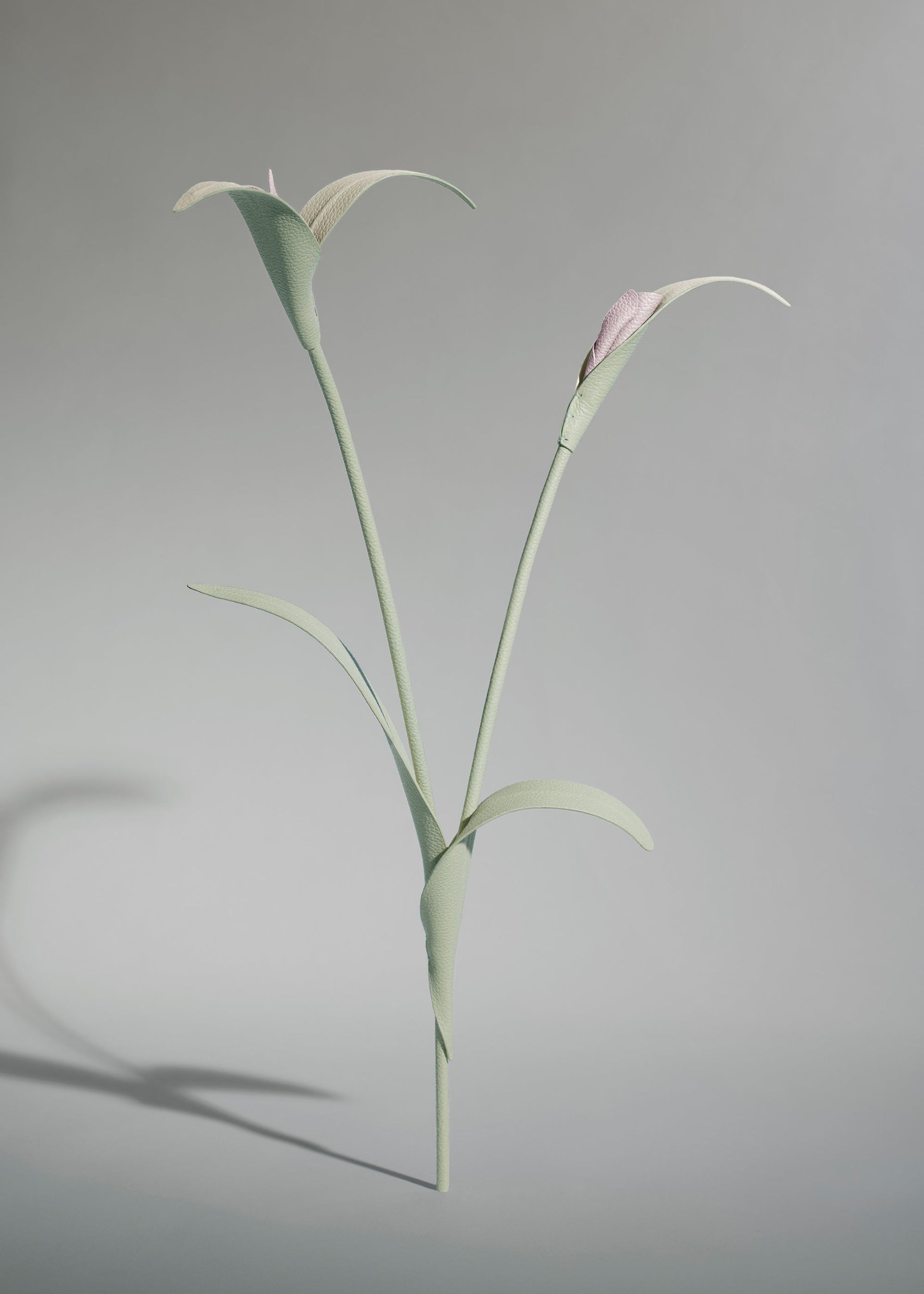 Flor Touka - Almendra Fresca