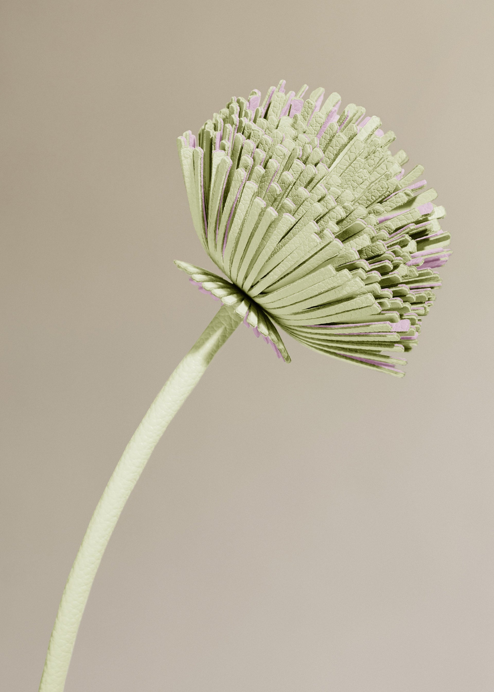 Flor Tul - Aloe
