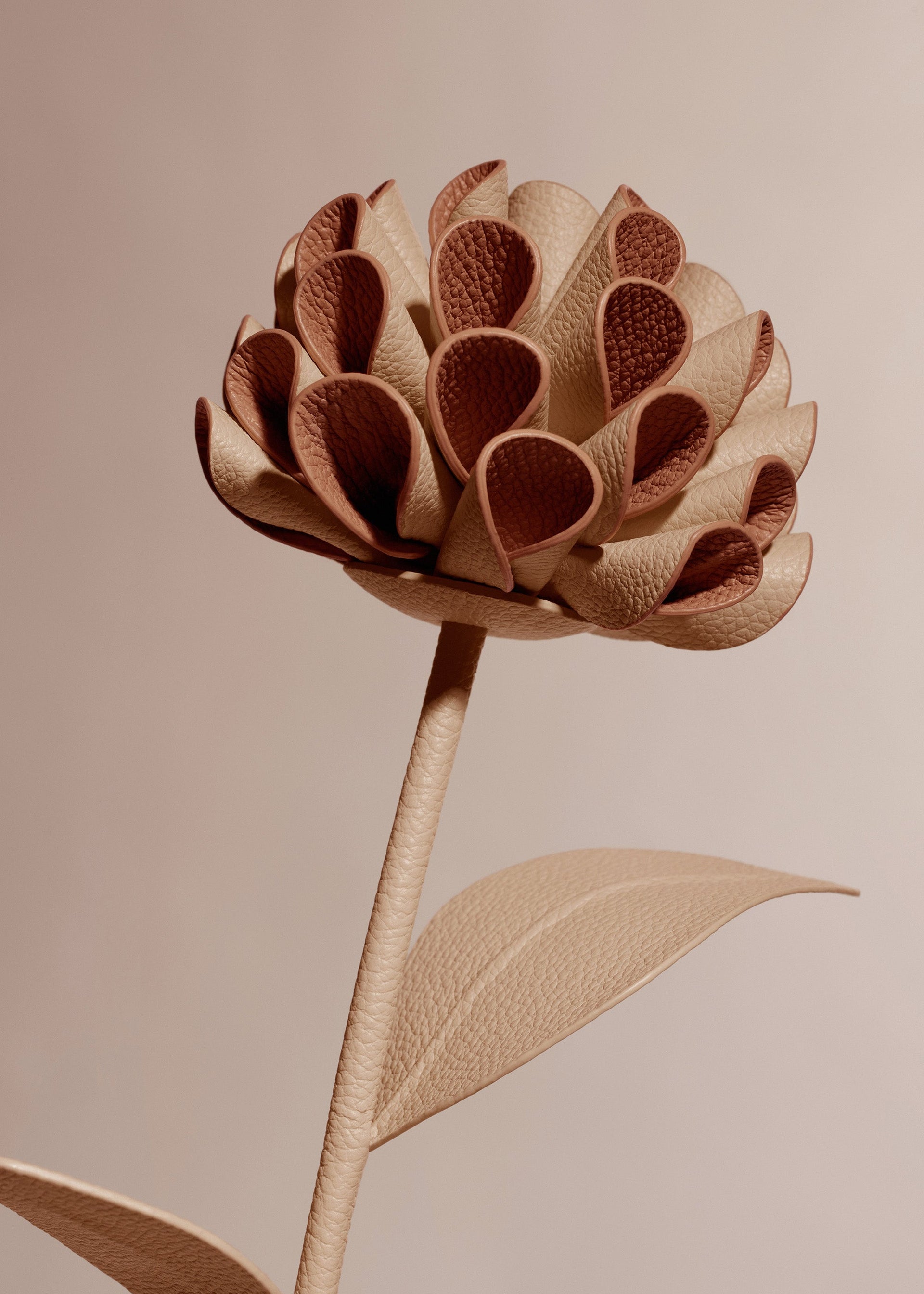 Flor Dalium - Dúo Beige