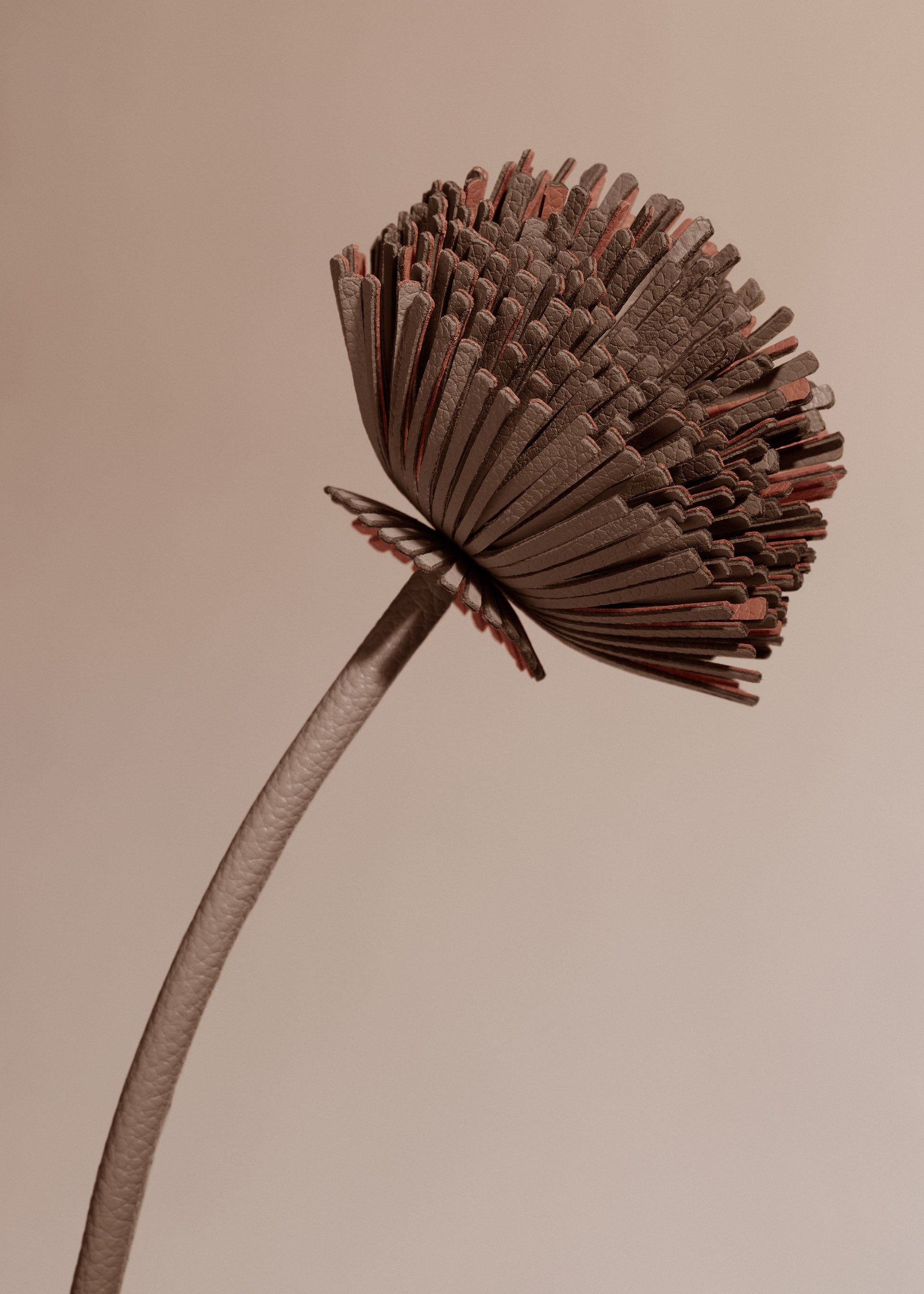 Flor Tul - Raíz